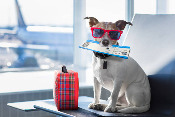 dog in airport terminal on vacation holiday vacation jack russell dog waiting in airport terminal ready to board the airplane or plane at the gate, luggage or bag to the side suitcase photos stock pictures, royalty-free photos & images