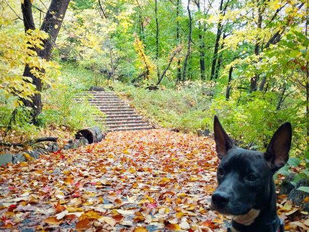 Dog in Autumn Park stock photo