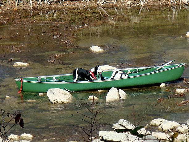 Dog in Canoe on Guadalupe River stock photo