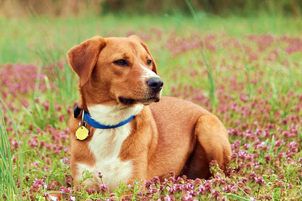 Dog In Clover A Tan and white, mix breed dog laying in the grass and clover, Dog with collar and tags pet collar stock pictures, royalty-free photos & images