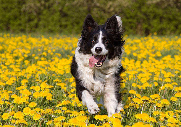 Dog in dandelion field. Happy running dog in a field of dandelion in spring. approaching stock pictures, royalty-free photos & images