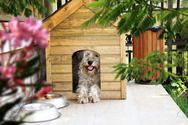 perro en la casa del perro perro de pelo largo en la perrera de madera al aire libre en la perrera del jardín de la casa fotografías e imágenes de stock