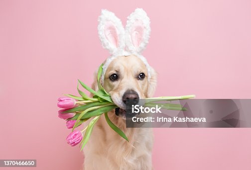 istock Dog in Easter bunny costume with tulips. A golden retriever with pink bunny ears and spring flowers sits on a pink background. Easter card. 1370466650
