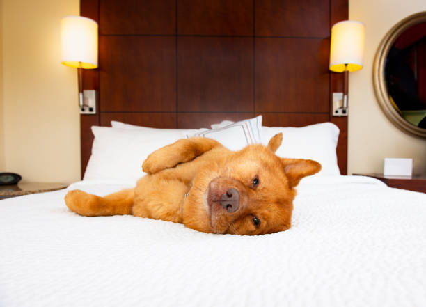 Dog in hotel room. stock photo