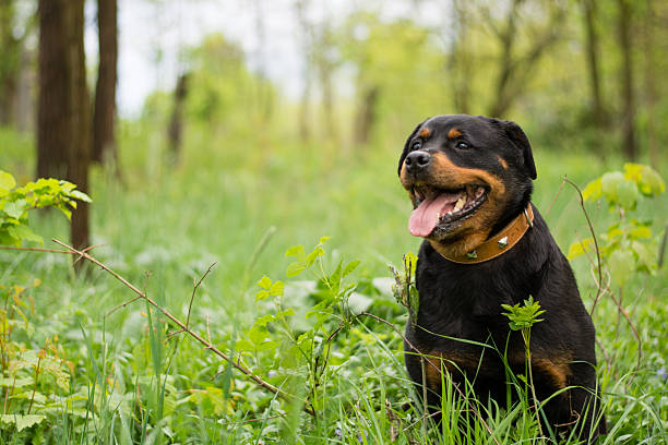 dog in nature dog in nature rottweiler stock pictures, royalty-free photos & images