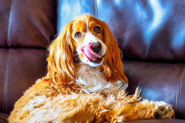 Dog In Sofa stock photo