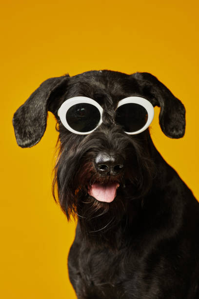 hund mit sonnenbrille im sommerurlaub - seventyfour stock-fotos und bilder
