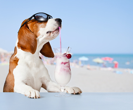 Dog In Sunglasses Drink Cocktail Stock Photo - Download Image Now - iStock