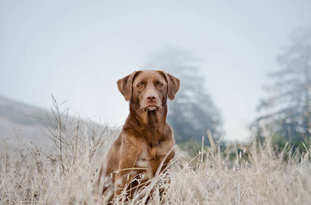 Dog in the fog. stock photo
