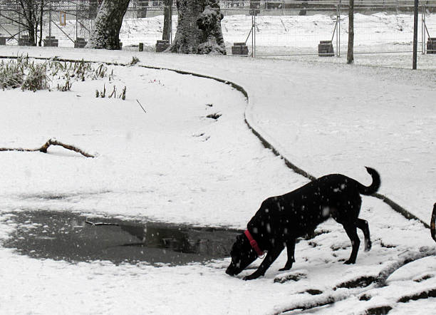 Dog in the snow stock photo