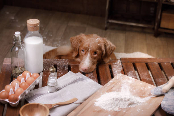 dog is cooking in the kitchen. A pet cook. stock photo