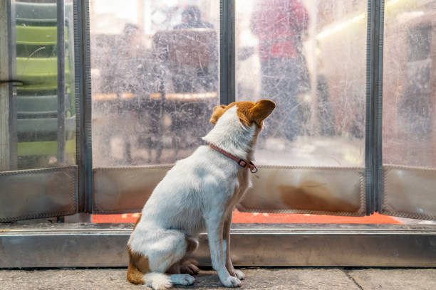 A dog is sitting at the door of an old house stock photo