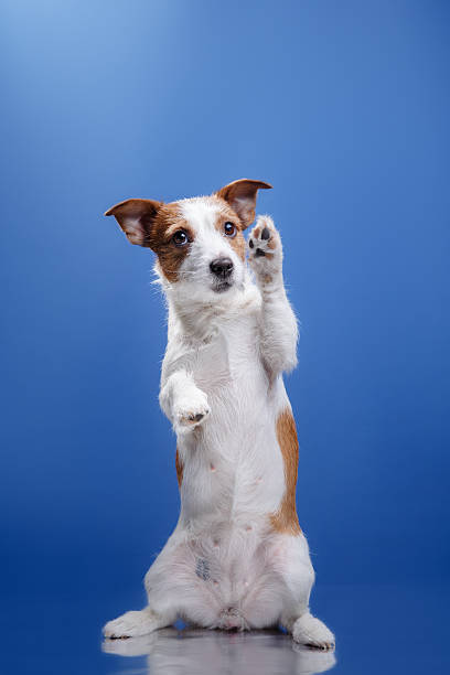 Dog Jack Russell stock photo
