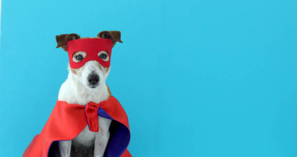 Dog jack russell super hero costume Dog super hero costume. little jack russell wearing a red mask for carnival party isolated blue background headland stock pictures, royalty-free photos & images