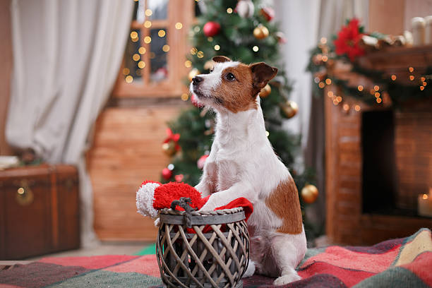 Dog Jack Russell Terrier holiday stock photo