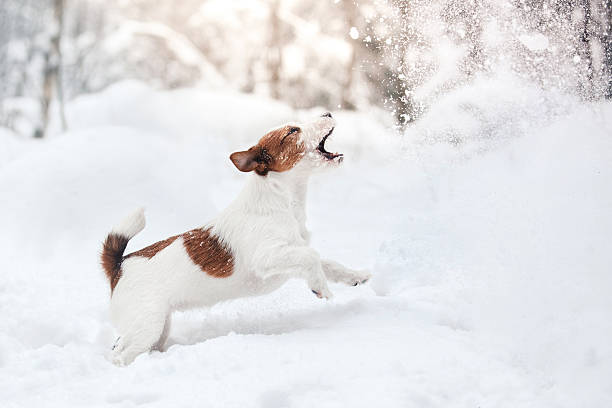 Dog Jack Russell Terrier playing in the snow stock photo