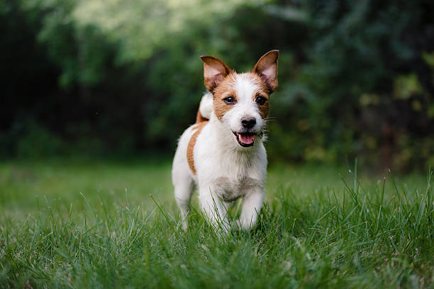 Dog Jack Russell Terrier walks through the grass stock photo