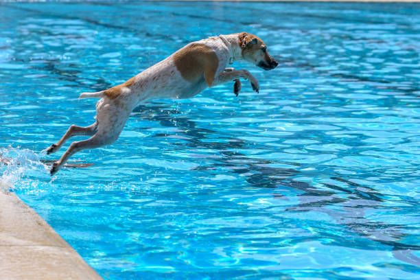 dog jumping water pool stock photo