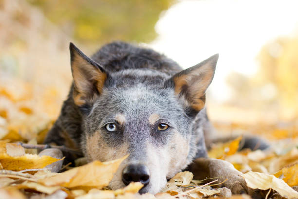 Dog Laying in Fall Leaves stock photo