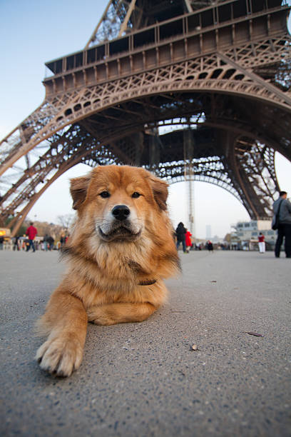 dog lies in front of the Eiffel tower stock photo