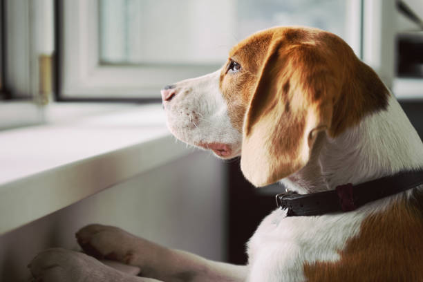 hond kijkt uit een open raam - hondachtige stockfoto's en -beelden