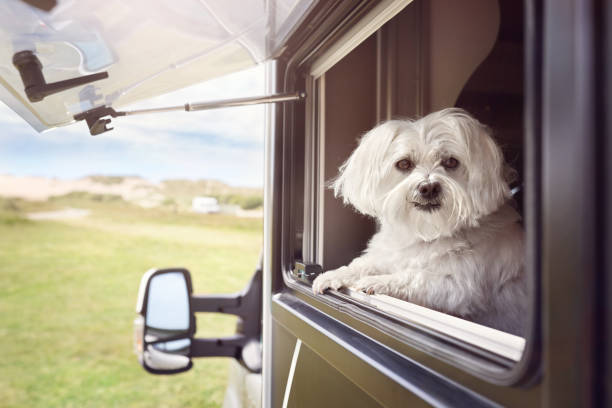 Dog looking out of camper van window stock photo