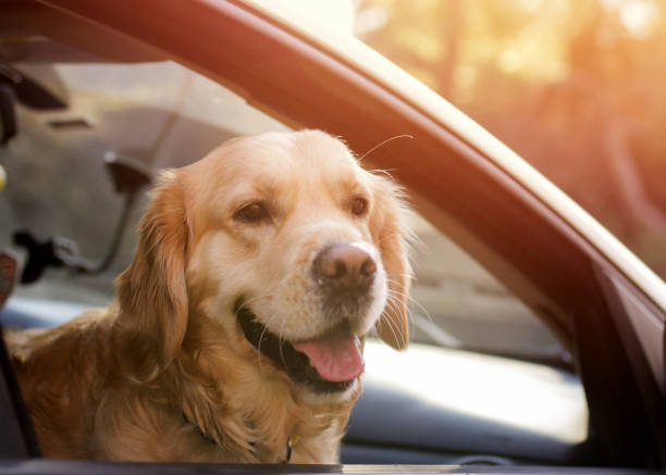 Dog looking outside from car window stock photo