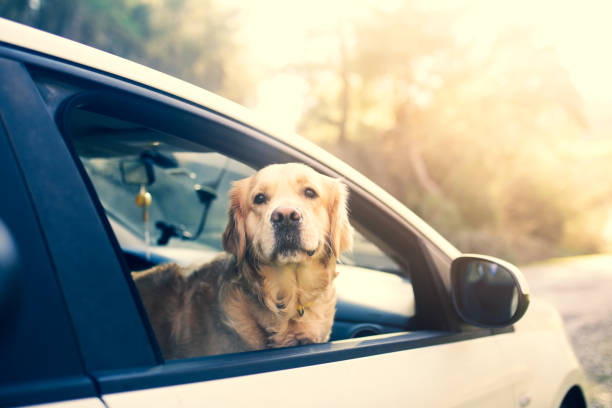 Dog looking outside from car window stock photo
