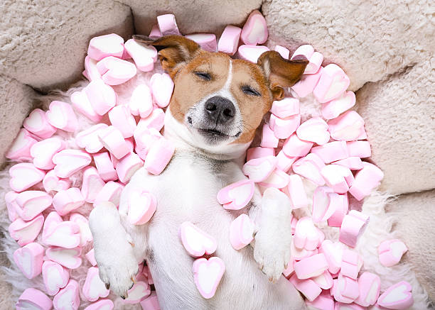 perro amor rosa de san valentín - candy canes fotografías e imágenes de stock