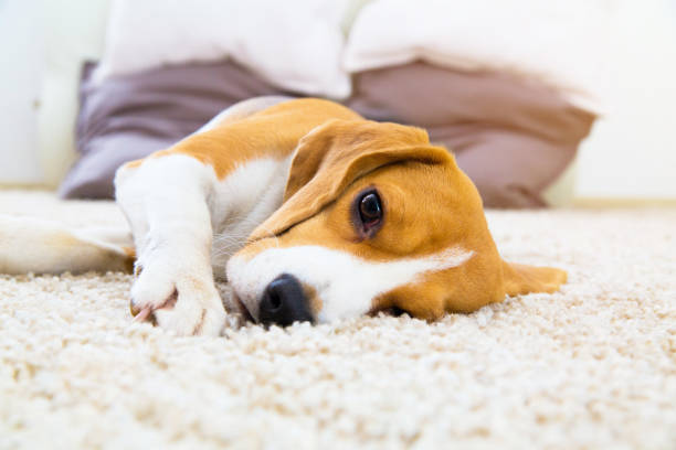 perro acostado en una alfombra blanda después del entrenamiento - afección médica fotografías e imágenes de stock