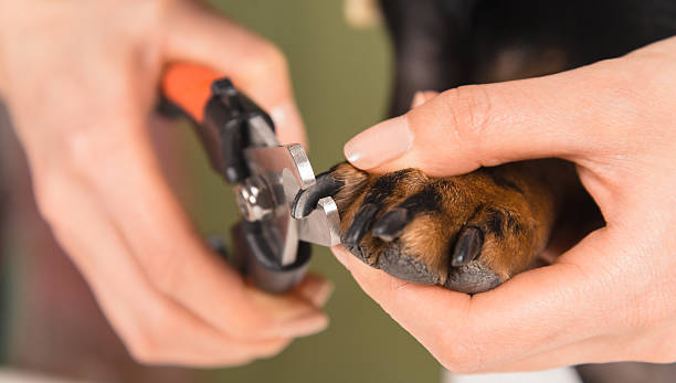 Dog nails are trimmed stock photo