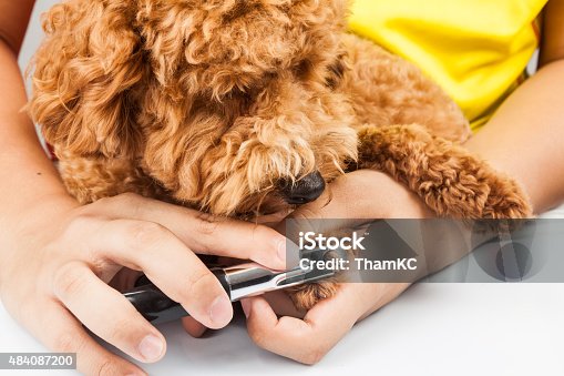 istock Dog nails being cut and trimmed during grooming 484087200