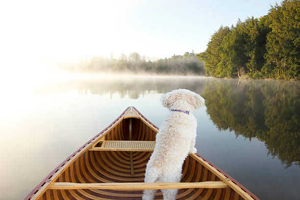 Dog Navigating From the Bow of a Canoe stock photo