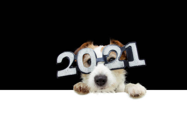 dog new year with paws over black edge. wearing  glasses with the inscription "2021", on a white background dog new year with paws over black edge. wearing  glasses with the inscription "2021", on a white background happy new year dog stock pictures, royalty-free photos & images