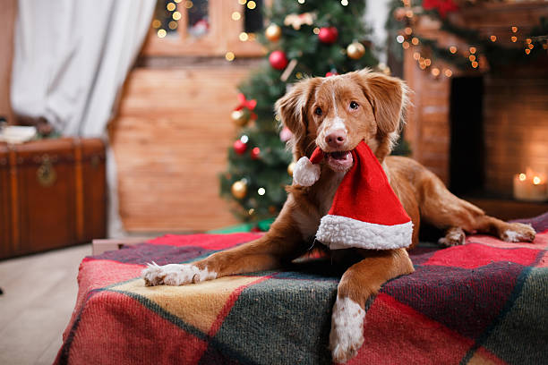 Dog Nova Scotia Duck Tolling Retriever holiday Dog Nova Scotia Duck Tolling Retriever holiday, Christmas and New Year happy new year dog stock pictures, royalty-free photos & images