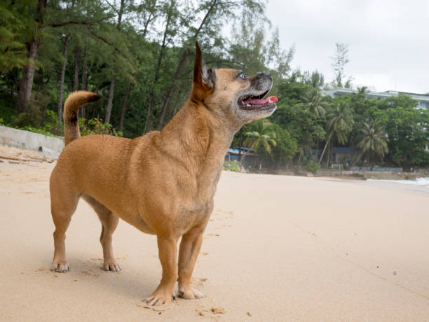 Dog on beach stock photo