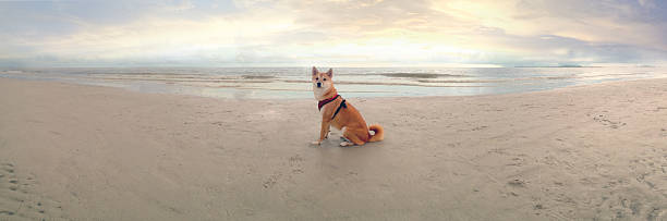 Dog on beach with sunset stock photo