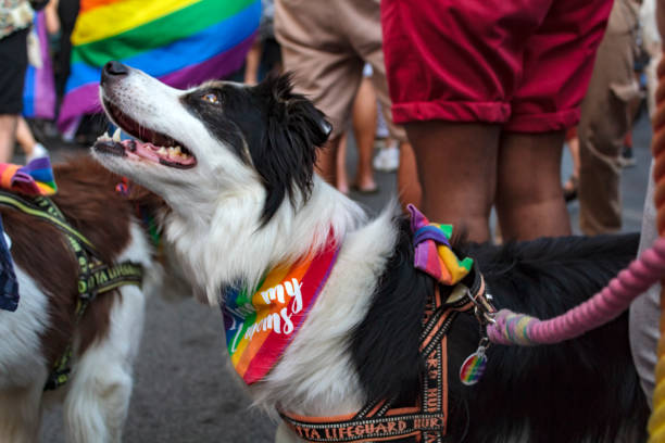 Dog on lgbt pride parade with lgbt lace and scarf stock photo