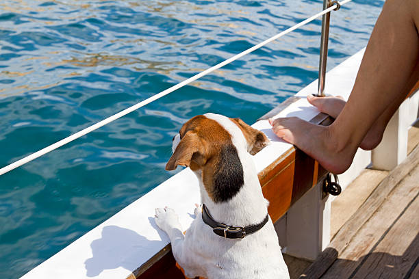 Dog on sailboat stock photo
