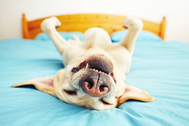 Dog on the bed Dog is lying on back on the bed - selective focus funny dog stock pictures, royalty-free photos & images