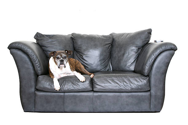 Dog on the couch stock photo