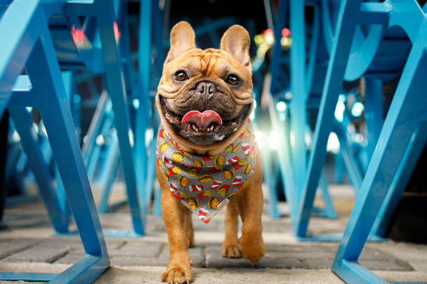 Dog parading on the catwalk Urban dog portrait. french bulldog stock pictures, royalty-free photos & images