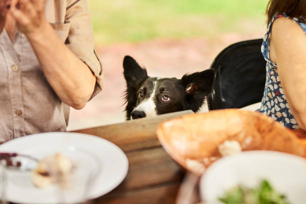 /photos/dog-patiently-watching-people-eat-during-an-outdoor-