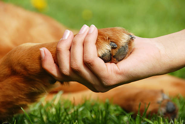 Dog paw and hand shaking stock photo