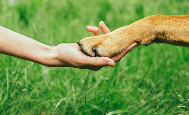 Dog paw and human hand are doing handshake stock photo