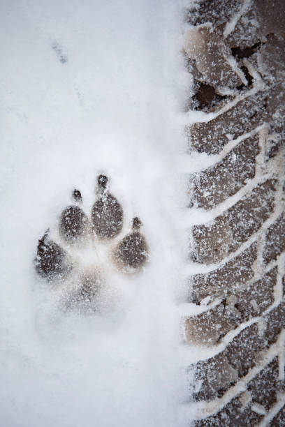 Dog paw print and tire marks on the snow stock photo