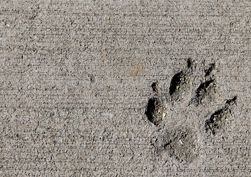 Dog Pawprint Impression In Concrete Stock Photo - Download Image Now