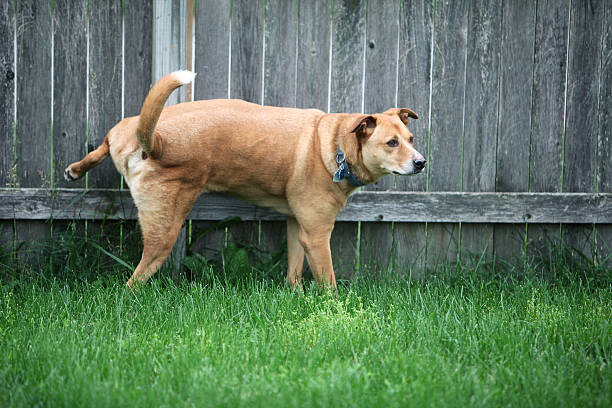 Dog peeing stock photo