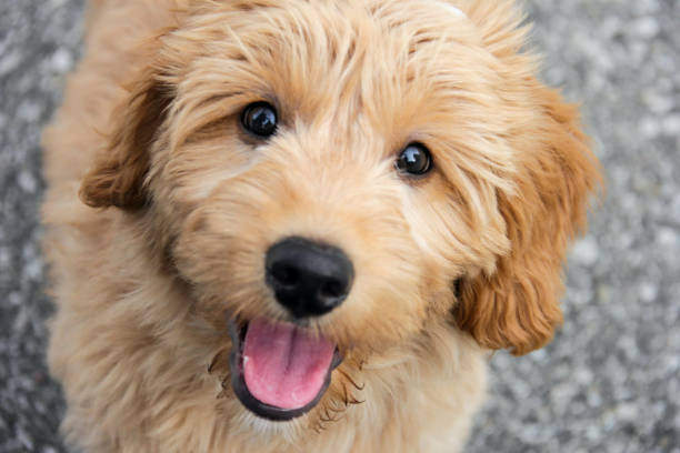 Dog Multigen Goldendoodle free jpeg images stock pictures, royalty-free photos & images