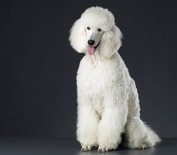 Dog Portrait of  white poodle. Very shallow DOF . Photographed on Hasselblad + phase one P45+ 39 MP Camera. THIS IMAGE IS ONLY AVAILABLE HERE AT ISTOCKPHOTO poodle stock pictures, royalty-free photos & images